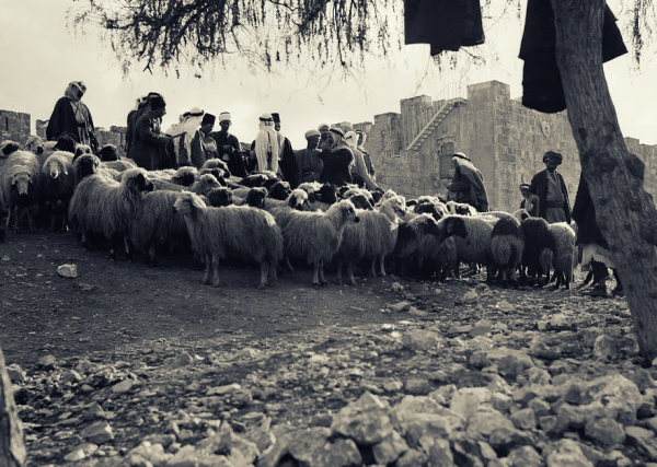 Pastores e negociantes de ovelhas em pé com várias ovelhas em Israel